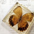 Natura Obscura – Entomologinen näyte no. 520 - pikkukuva 4