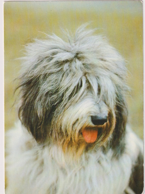 PULI POSTIKORTTI