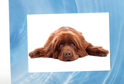 °°RUSKEA Newfoundlandin KOIRA°° -KORTTI /(Kulkematon)