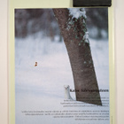 Suomen luonto 10/1992 - pikkukuva 2