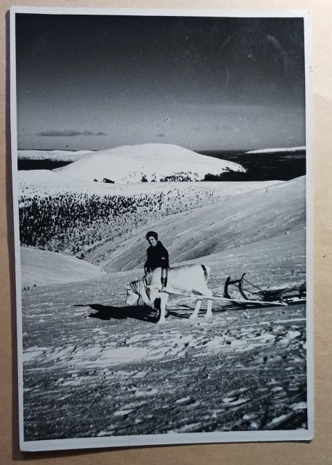 Ylläs - mies, poro ja kelkka tunturissa, mv vkpk, p. 1959