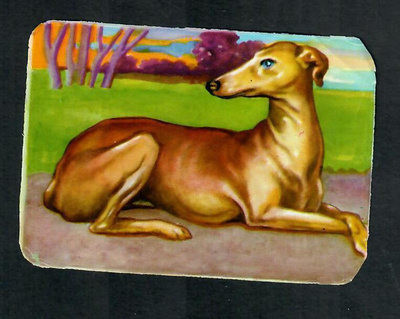 ALE - PZB 1311 - Koiranelkku - Whippet