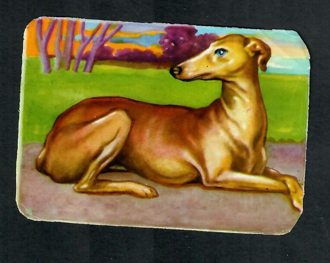 ALE - PZB 1311 - Koiranelkku - Whippet