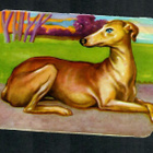 ALE - PZB 1311 - Koiranelkku - Whippet - pikkukuva 1