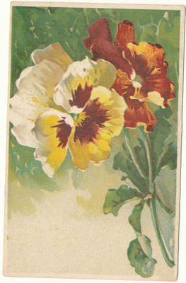 C KLEIN - Orvokkeja - vanha kortti