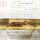 Natura Obscura – Entomologinen näyte no. 412 - pikkukuva 2