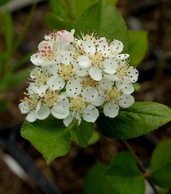 Koristearonia (Aronia x prunifolia), siemeniä 30 kpl