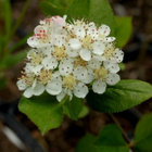 Koristearonia (Aronia x prunifolia), siemeniä 30 kpl - pikkukuva 1