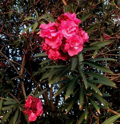 Oleanteri (Nerium oleander), siemeniä 30 kpl