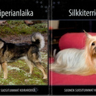 Suomen suosituimmat koirarodut - pikkukuva 3