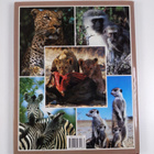 John Skinner ym. : South African Animals in the Wild - pikkukuva 2