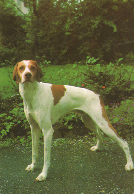 POINTER POSTIKORTTI