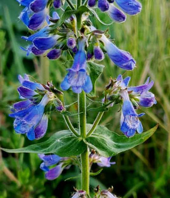 Herttapipo (Penstemon ovatus), siemeniä 50 kpl
