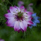 Tarhaneito (Nigella damascena), siemeniä 30 kpl - pikkukuva 1