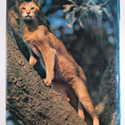 Cats and cat care : an international encyclopedia - pikkukuva 2