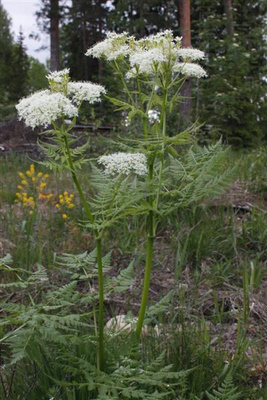Saksankirveli (Myrrhis odorata), siemeniä 30 kpl