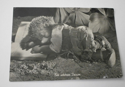 Siilipoika nukahtanut kirjan päälle, Mecki, p. 1957 Suomeen