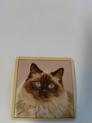 Kissa tarra.