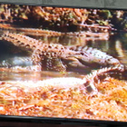 Gaylon, Voittamaton (1980) VHS - pikkukuva 5