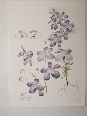 Vanda coerulea orkkidea