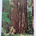 Bob Von Normann ym. : The Redwoods and California's North... - pikkukuva 2