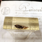Natura Obscura – Entomologinen näyte no. 346 - pikkukuva 2