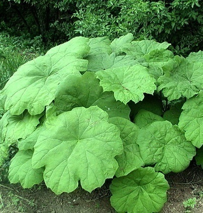 Kilpiangervo (Astilboides tabularis), siemeniä 50 kpl