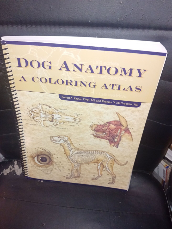 Kainer : DOG ANATOMY - KOIRAN ANATOMIA ( SIS POSTIKULU )