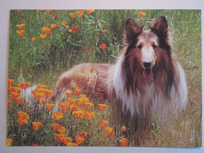 KULKEMATON PITKÄKARVAINEN COLLIE KUKKAKEDOLLA