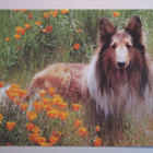 KULKEMATON PITKÄKARVAINEN COLLIE KUKKAKEDOLLA - pikkukuva 1