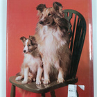 Angela Sayer : The world of dogs - pikkukuva 2