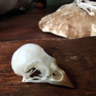 Linnun kallo (Ploceus cucullatus), Afrikka - pikkukuva 5