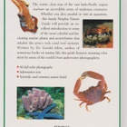 Tropical Marine Life - pikkukuva 2