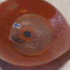 TAIKAYÖN PUNAINEN LASILINTU - pikkukuva 2