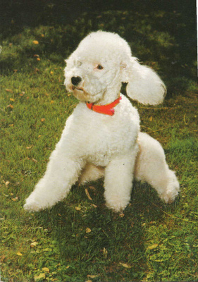PUDEL " VILLAKOIRA "  POSTIKORTTI