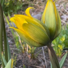 Metsätulppaani (Tulipa sylvestris), siemeniä 100 kpl - pikkukuva 2