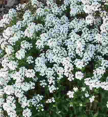 Tuoksupielus (Lobularia maritima), siemeniä 50 kpl
