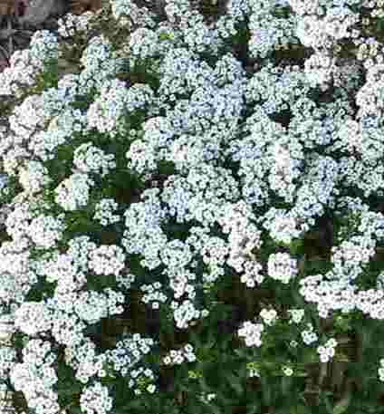 Tuoksupielus (Lobularia maritima), siemeniä 50 kpl