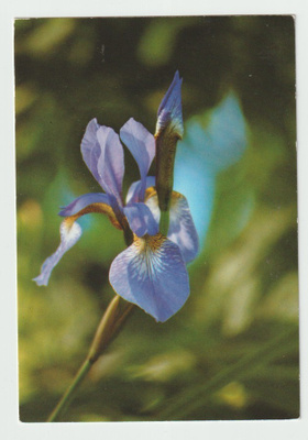 Sirkka Häggström : Siperian Iris