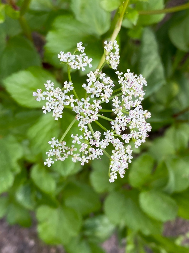 Rantaputki (Ligusticum scoticum), siemeniä 50 kpl