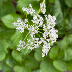 Rantaputki (Ligusticum scoticum), siemeniä 50 kpl - pikkukuva 1