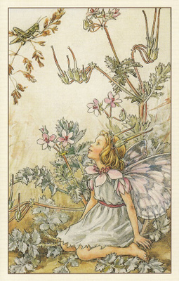 Cicely Mary Barker: Kukkakeijut kurjennokka