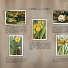 Ikivanha  UR SVERIGES FLORA. Ruotsin kasvistoa. - pikkukuva 4
