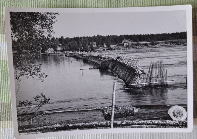 Lohipato Iijoen uomassa, takana Illinsaari Iissä,