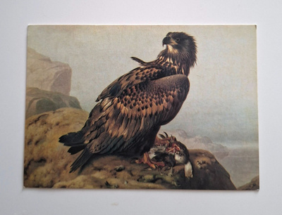 FERDINAND von FRIGHT "Merikotka"-KULKEMATON POSTIKORTTI