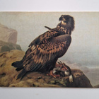 FERDINAND von FRIGHT "Merikotka"-KULKEMATON POSTIKORTTI - pikkukuva 1