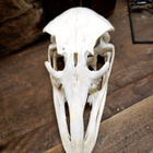 Aito strutsin kallo (Struthio camelus), Afrikka - pikkukuva 2