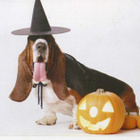 BASSET POSTIKORTTI - pikkukuva 1