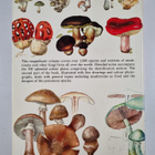 Augusto Rinaldi : Mushrooms and other fungi - pikkukuva 2