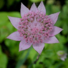 Kaukasiantähtiputki (Astrantia maxima), siemeniä 50 kpl - pikkukuva 2